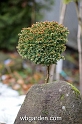 wbgarden dwarf conifers 30